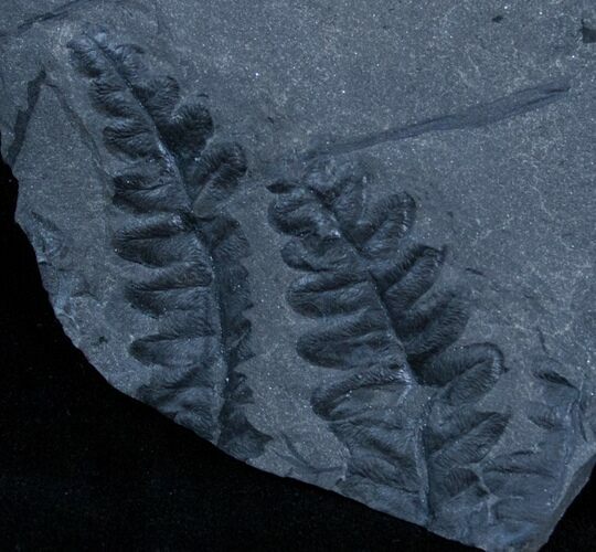 Very Well Preserved Lonchopteris Fern Fossil - Poland #3380